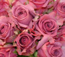 Cool Water!® Rose Plant