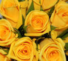 Gold Strike Rose Plant