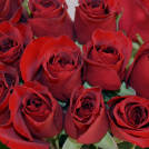 Grand Prix rose plant