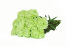 Green Standard Carnations
