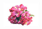 Hot Pink Alstroemeria