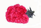 Hot Pink Standard Carnations