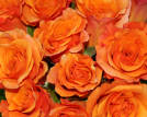 Red+naomi+rose