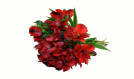 Red Alstroemeria