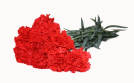 Red Standard Carnations