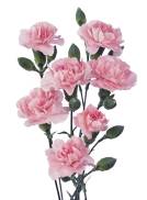 Rosy Barbara