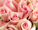 Sweet Akito rose plant