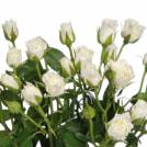 Vivianne Spray Rose