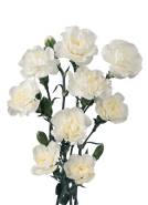 White Fleurette