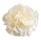 White Liberty