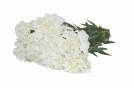 White Standard Carnations