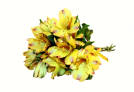 Yellow Alstroemeria