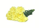 Yellow Standard Carnations