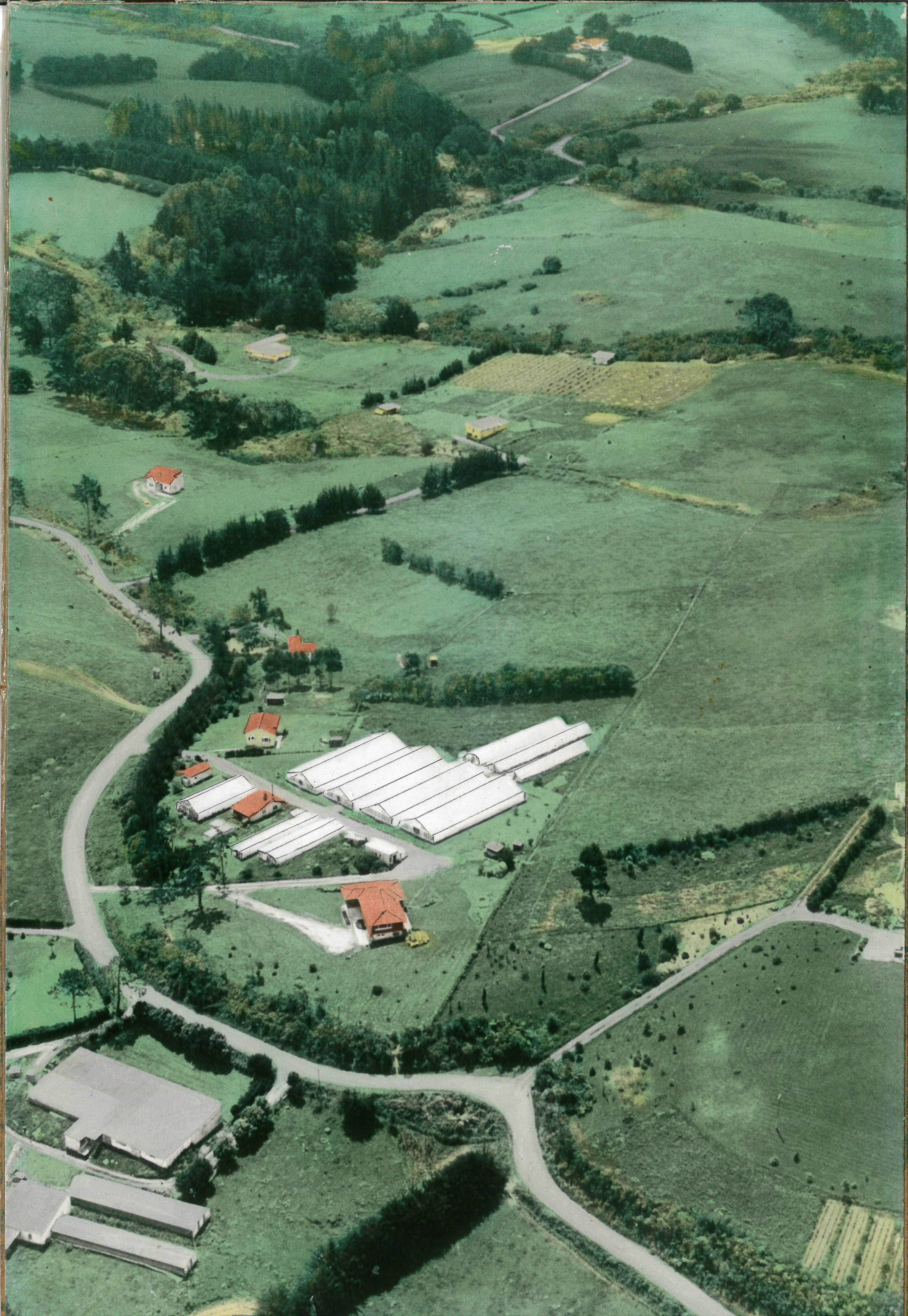 Aerial photo of Massey nursery taken in 1967